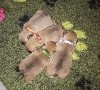  - Des photos de mes 4 Oursons dorés   !!